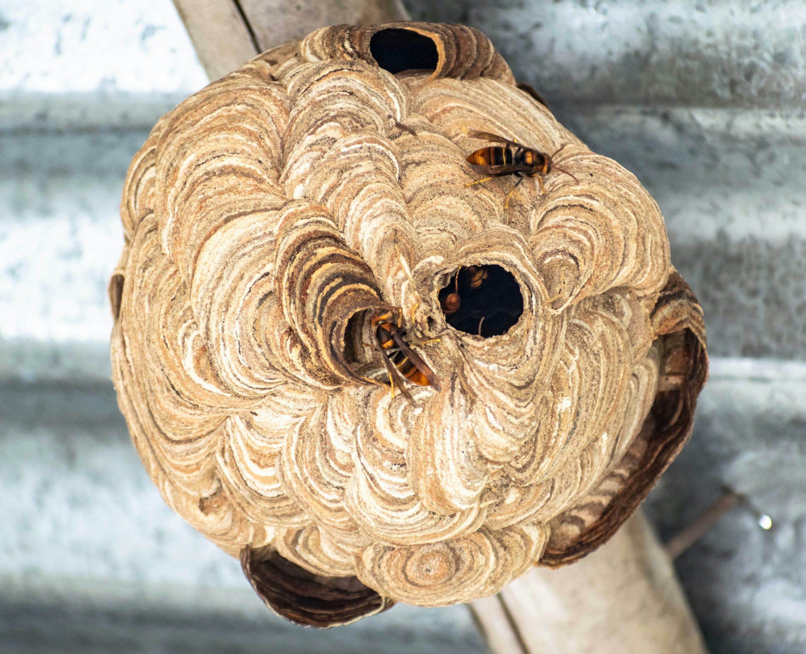 Detailed image of yellow hornet nest with visible insects in an outdoor setting.