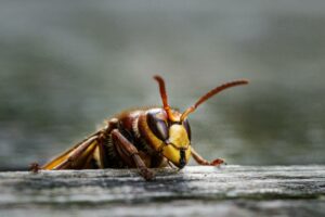 Detailed macro photograph of a hornet resting on a wooden surface, showcasing intricate details.