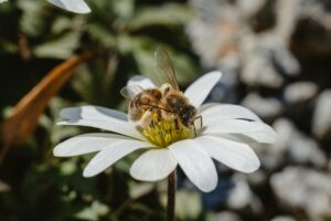 Detailed view of a bee pollinating a white flower, showcasing nature's intricate beauty.